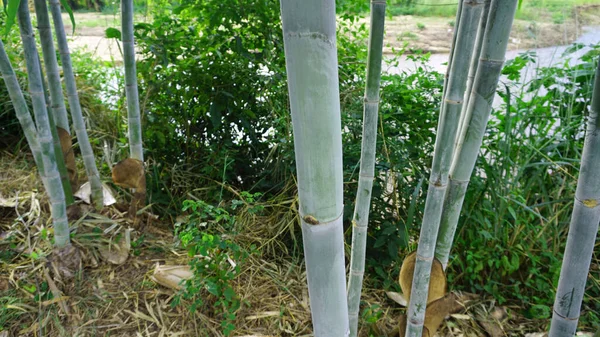 Solo Bambú Con Manchas Naturales Polvo Blanco Tomadas Del Jardín — Foto de Stock