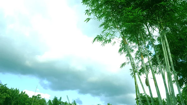 Straight Bamboo Natural Atmosphere Blue Sky Beautiful Clouds Taken Garden — Stock Photo, Image