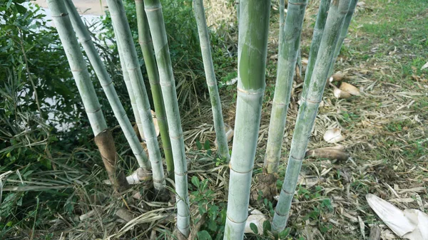 Straight Bamboo Natural White Powder Stains Taken Garden — Stock Photo, Image