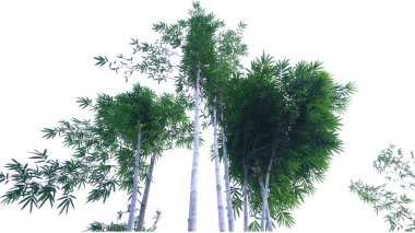 Bambu kesme yolu ile beyaz arkaplanda izole edildi.