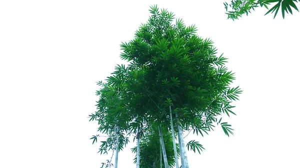 Kırpma yolu ile beyaz arkaplanda izole yeşil bambu yaprakları grubu