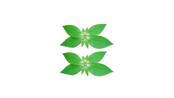 Vereinzelte Grüne Blätter Auf Weißem Hintergrund Für Designs Oder Andere — Stockfoto