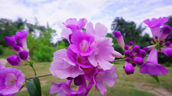 Природньо Красива Рожева Лоза Квіти Часнику Взяті Саду — стокове фото