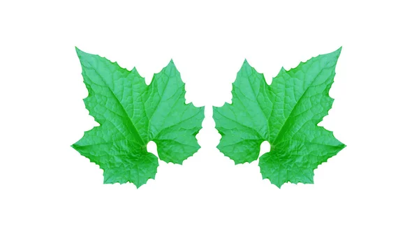 Zwei Grüne Blätter Isoliert Auf Weißem Hintergrund Für Design Mit — Stockfoto