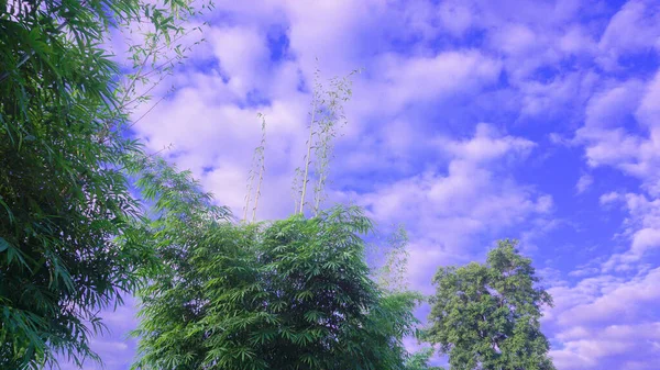Der Blaue Himmel Mit Weißen Wolken Auf Den Grünen Baumwipfeln — Stockfoto