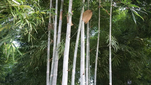 Lange Bamboe Een Groep Witte Stengels Met Slibvlekken Natuurlijk Mooi — Stockfoto