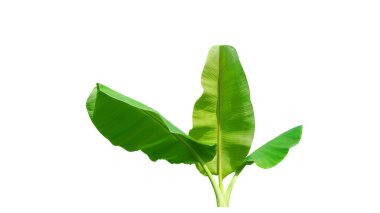 Muz ağacı, kırpma yolu ile tasarım veya illüstrasyon için beyaz arkaplanda izole.