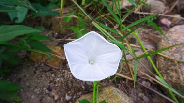 Beyaz sabah çiçekleri bahçede doğal olarak ortaya çıkar..