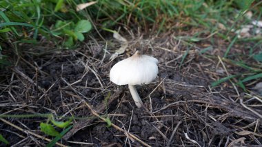 Beyaz termit mantarı bahçede doğal olarak doğdu..