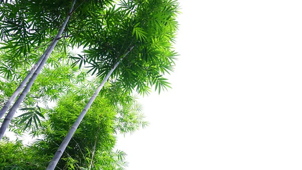 Groene Bamboe Geïsoleerd Witte Achtergrond Voor Illustratie Ander Ontwerp Met — Stockfoto