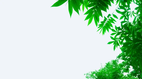 Izolovaná Skupina Zelených Listů Bílém Pozadí Pro Ilustraci Nebo Jiný — Stock fotografie