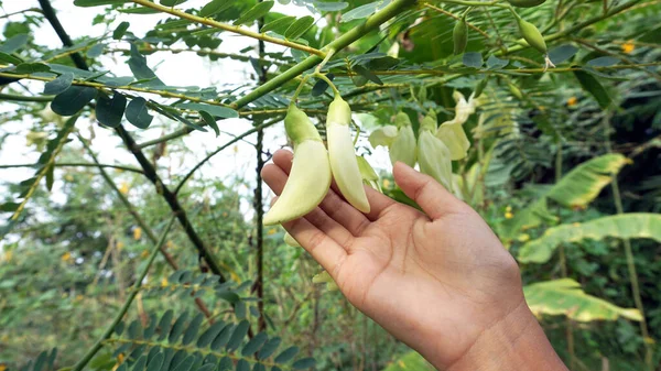 Mão Segurando Flores Sesbania Grandiflora Legumes Saudáveis Ervas Plantadas Jardim — Fotografia de Stock