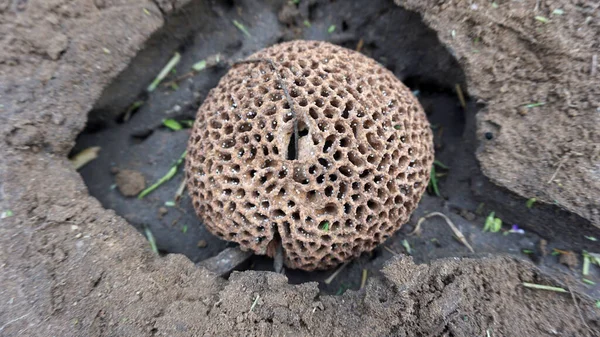 Termitboet Cirkulär Form Med Små Hål Naturligt Förekommande Trädgården — Stockfoto