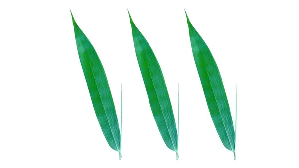 Drie Bamboe Bladeren Geïsoleerd Witte Achtergrond Voor Ontwerp Kunst Illustratie — Stockfoto