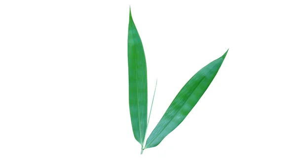 Duas Folhas Bambu Isoladas Fundo Branco Para Design Ilustração Arte — Fotografia de Stock