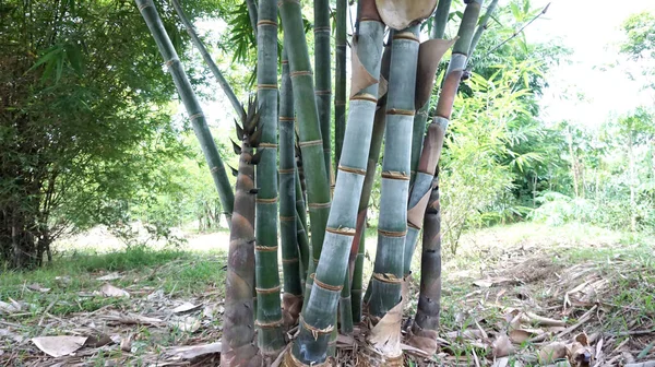 Hermoso Bambú Gigante Plantado Jardín — Foto de Stock