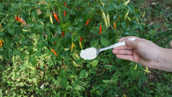 Mango Cuchara Con Cal Para Mezclar Agua Para Regar Verduras —  Fotos de Stock