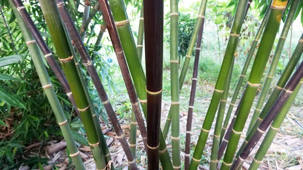 Zwart Groen Bamboe Het Natuurlijk Uit Tuin Dat Zelf Geplant — Stockfoto