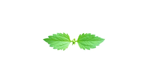 Зеленые Листья Выделены Белом Фоне Оформления Другой Иллюстрации Обрезкой Пути — стоковое фото