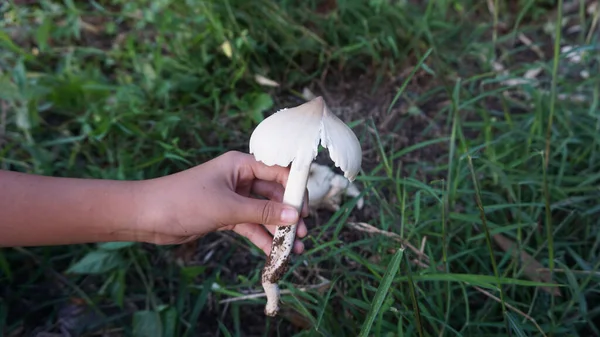 Handhållen Termitsvamp Som Förekommer Naturligt Trädgården — Stockfoto