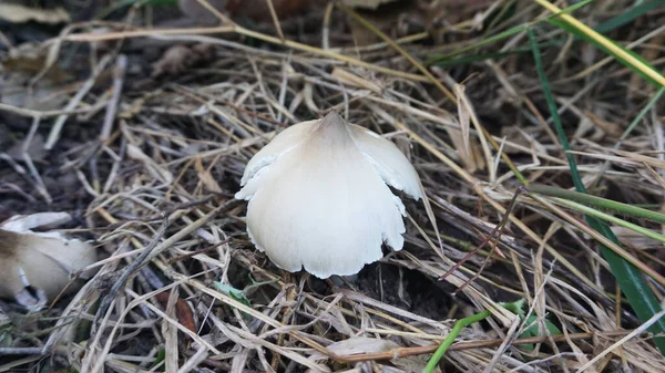 Cogumelo Térmita Branco Nascido Naturalmente Jardim — Fotografia de Stock