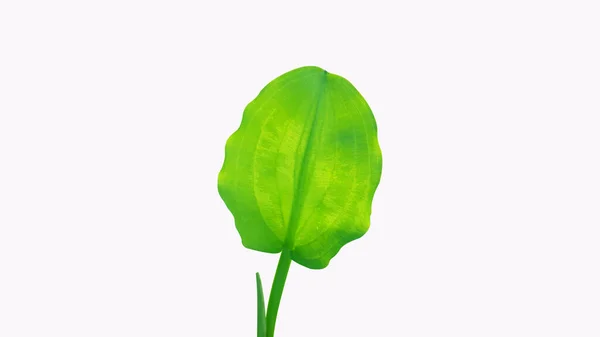 Verde Limnocharis Flava Folhas Isoladas Fundo Branco Com Caminho Recorte — Fotografia de Stock