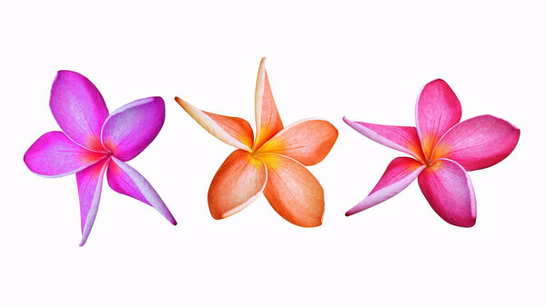 Multicolored frangipani flower isolated on white background for design or other art illustration with clipping path.