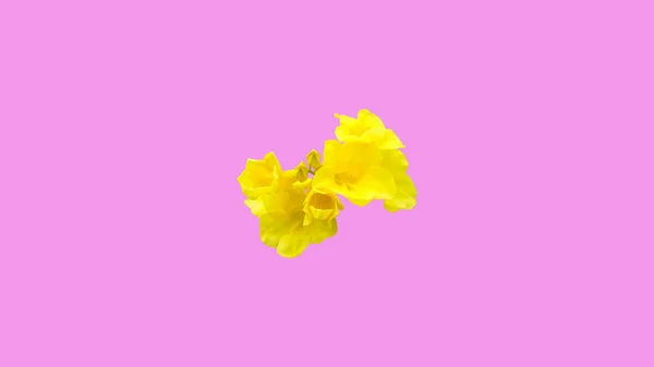 Flores Amarillas Aisladas Sobre Fondo Rosa Con Camino Recorte —  Fotos de Stock