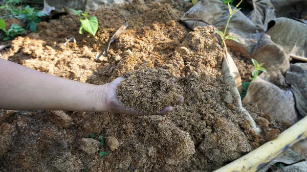 Compost Main Pour Plantation Fondations Trous Dans Jardin — Photo