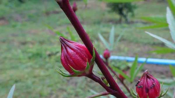 Roselle Obat Penumbuh Kesehatan Yang Diambil Dari Kebun — Stok Foto