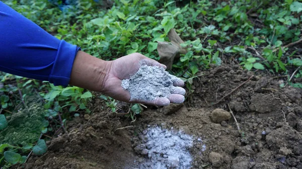 Main Tenant Des Cendres Pour Préparer Des Trous Plantation Jardin — Photo