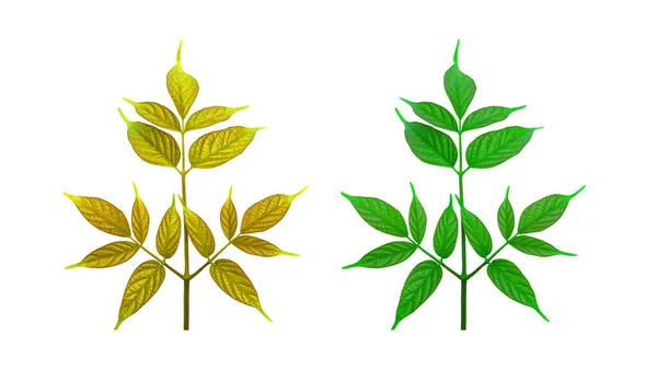 Goldene Und Grüne Doppelblätter Isoliert Auf Weißem Hintergrund Mit Schnittpfad — Stockfoto