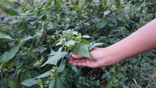 Bahçedeki çiçeklerle el ele, tarımsal bahçelerde yetişen sağlıklı bir bitki..