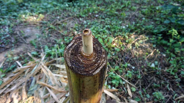 Banánfák Elkezdik Leszúrni Fiatal Hajtásokat Miután Ültettek Mezőgazdasági Kertben — Stock Fotó