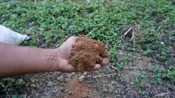 Main Dans Main Avec Des Coques Noix Coco Pour Préparer Images De Stock Libres De Droits