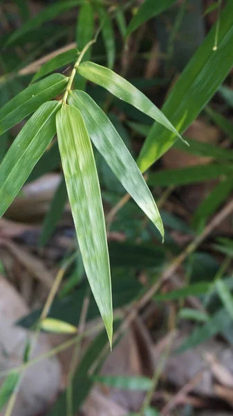 Daun Bambu Hijau Muda Alami Yang Diambil Dari Kebun — Stok Foto