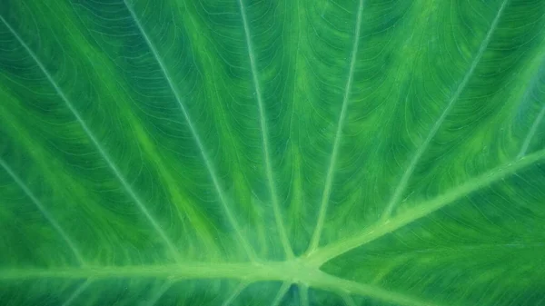 Bon yaprak dokusu yeşil, arka plan veya diğer sanat ve tasarım çizimleri için doğal beyaz çizgiler..