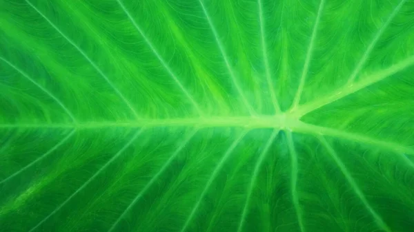 Texture Foglia Bon Verde Chiaro Con Strisce Bianche Naturali Sfondi — Foto Stock