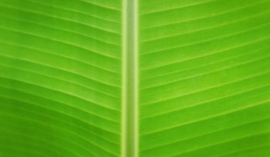 Bahçeden alınmış açık yeşil muz yaprağı dokusu.