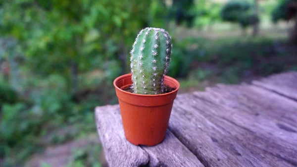 Cactus Espinoso Blanco Una Olla Naranja Colocada Suelo Madera Viejo — Foto de Stock