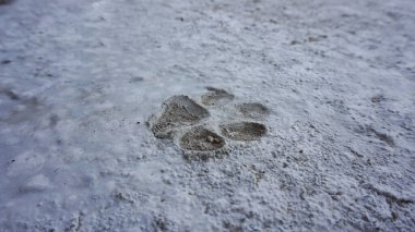 Evin önündeki beton zeminde köpek ayak izleri var..
