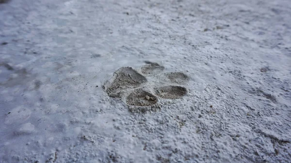 Evin önündeki beton zeminde köpek ayak izleri var..