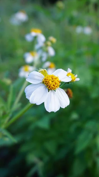 Bahçeden alınmış sarı puantiyeli tek beyaz çiçekler..