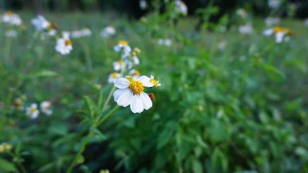 Einzelne Gelbe Staubgefäße Weiße Blüten Aus Dem Garten — Stockfoto