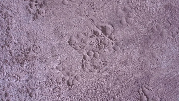 Evin önündeki beton zeminde kedi ayak izleri var..