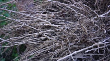 Yerin üstünde yükselen suyla savrulan ağaçların kökleri doğal sanattır, bahçeden alınmıştır..