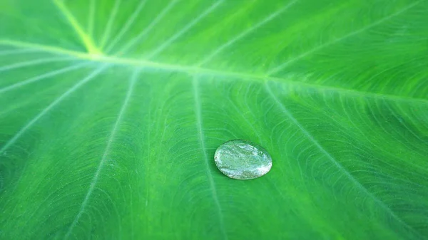 Natural Water Droplets Green Leaves Taken Garden Morning — Stock Photo, Image
