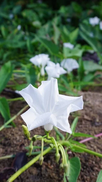 Vit Morgon Härlighet Blommor Förekommer Naturligt Sandig Mark Bredvid Trädgården — Stockfoto