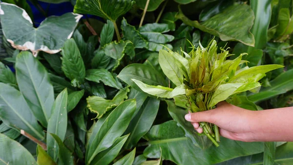 Tangan Memegang Puncak Sayuran Yang Dikumpulkan Dari Kebun Alami — Stok Foto