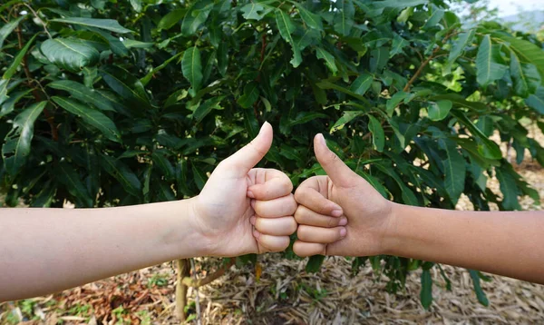 Takım çalışmasında başarıyı göstermek için başparmaklar yukarı.